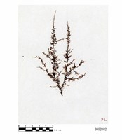 擬灰羽苔藏品圖，第1張